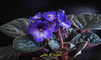 بنفشه آفریقایی