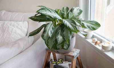 آگلونما